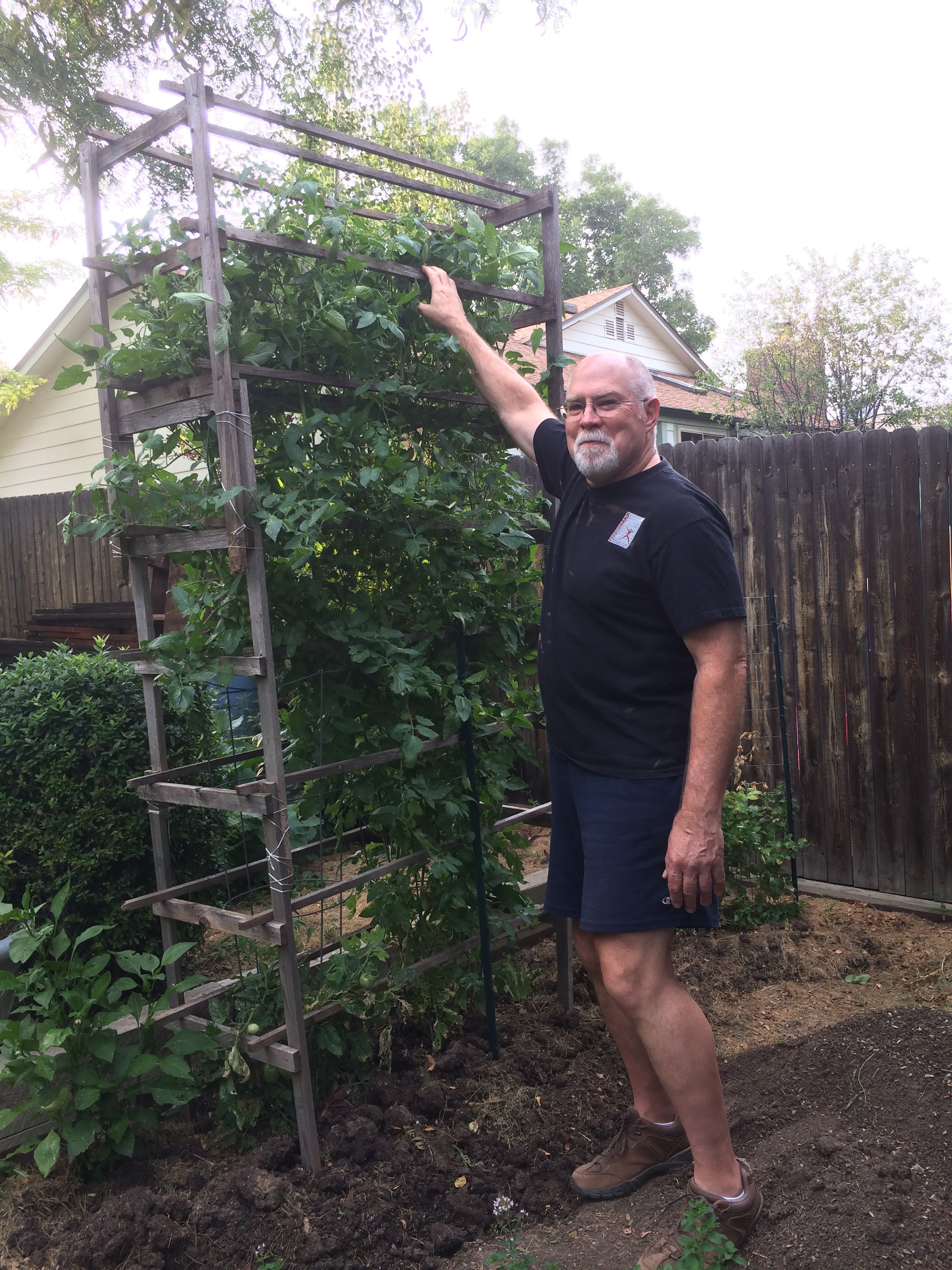 tomato plant that took over